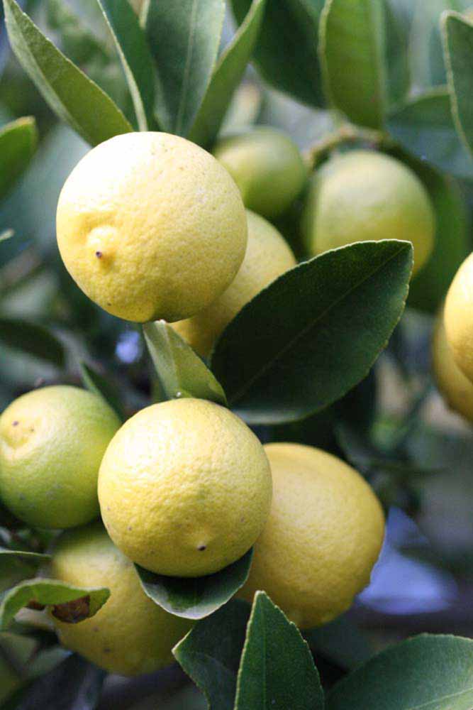            Fruit (Stow #7, Riverside, CA)   